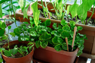 Gardening at home. Replanting green chillies in home balcony garden. Potted green plants at home,