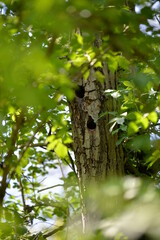 Fototapeta premium woodpecker in the forest