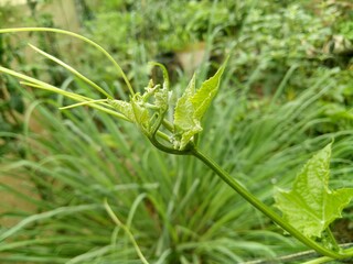 close up of green plant