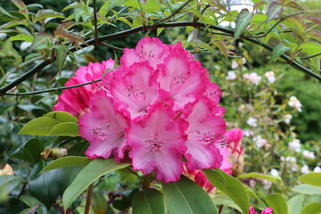 Rhododendron