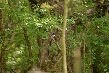woodpecker in the forest