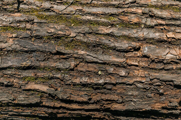 tree bark texture