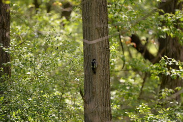 woodpecker in the forest