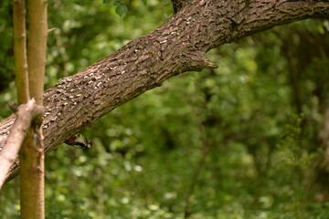 Fototapeta premium woodpecker in the forest