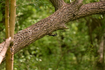 woodpecker in the forest