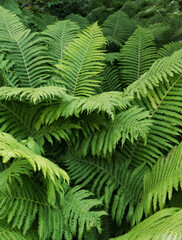 Fototapeta na wymiar large green fern leaves