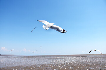 The seagulls on air above the sea water surface view horizon at Samutprakan, Thailand