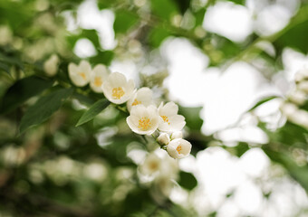 sweet mock orange, English dogwood, white flowers