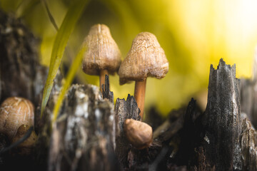 mushrooms in the forest