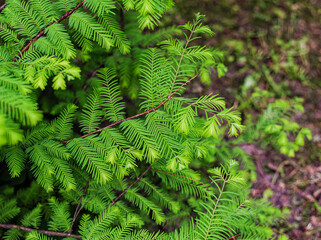 Metasequoia glyptostroboides, the dawn redwood, closeup leaves
