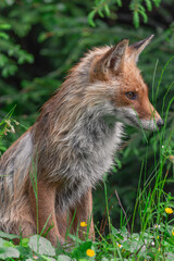red fox in the grass