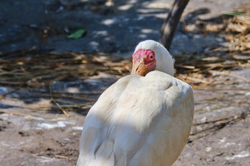 Obraz premium Head shot of a African spoonbill, bird itches on its back, standing in the sun