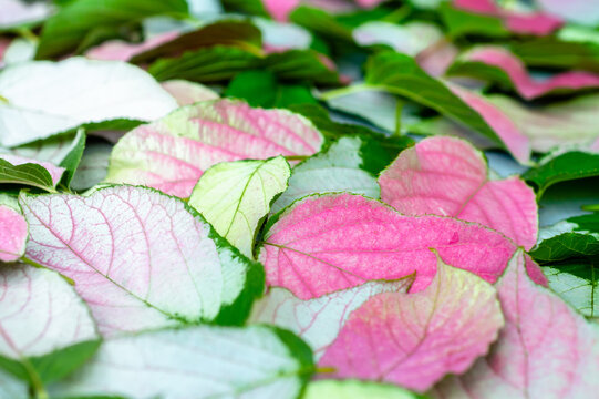 Closeup nature view green and pink aktinidia leaves. 