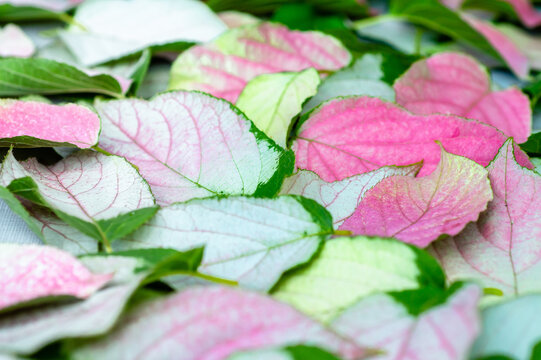 Closeup nature view green and pink aktinidia leaves. 