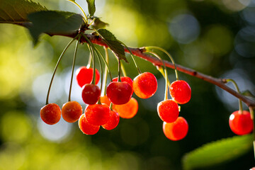 Arbres fruitiers, cerisiers