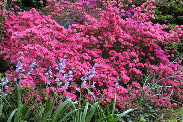 Azal&eacute;e et jacinthe des bois