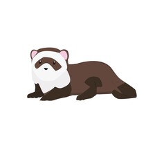 Ferret Illustration