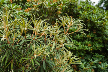 green leaves of hippophae rhamnoides or sea-buckthorn