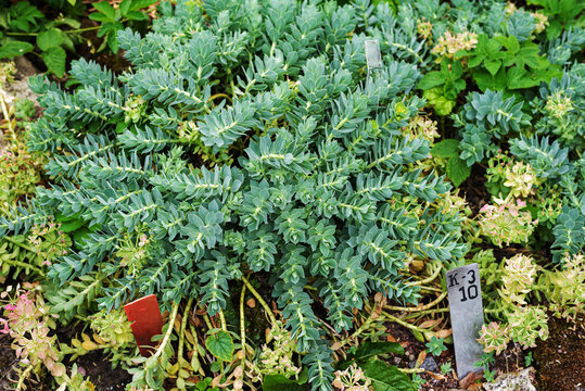 Blue Euphorbia Myrsinites, The Myrtle Spurge