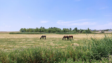Brown horses grazing on a summer day on a green meadow in countryside.