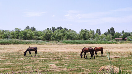 Brown horses grazing on a summer day on a green meadow in countryside.