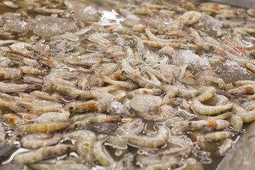 Fresh shrimp at the market for sell