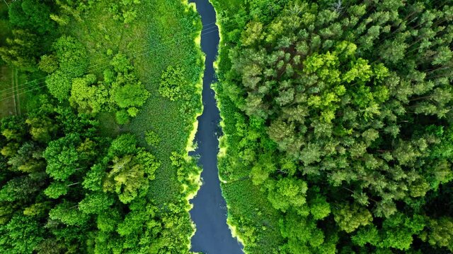 Top view of beautiful green forest and blue river