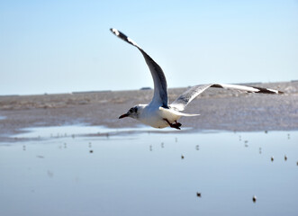 Seagulls flying among blue sky and flying over the sea at Bangpu Recreation Center, Samutprakan, Thailand