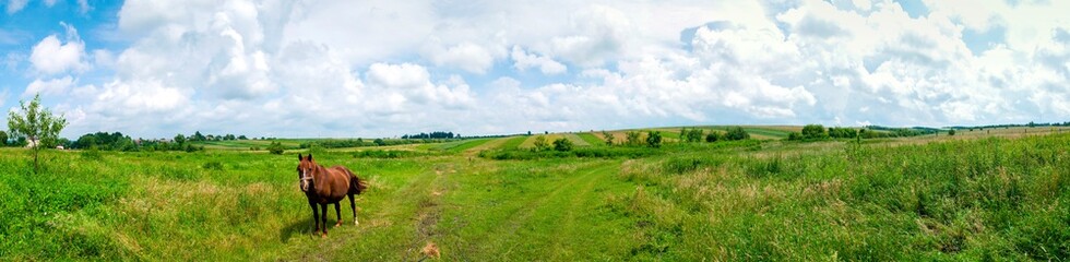 Wonderful panorama of the mountains. Horses on a mountain meadow. Summer panorama landscape in the mountains. Ukraine, Carpathians. Beautiful nature villages. Picture of wildlife