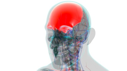 Human Skeleton Skull Frontal Bone Anatomy For Medical Concept