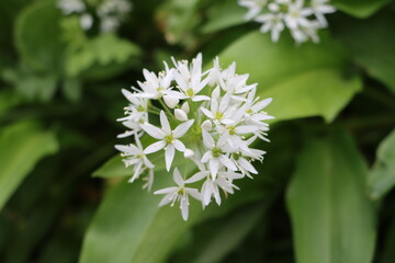 Ail des ours Allium ursinum
