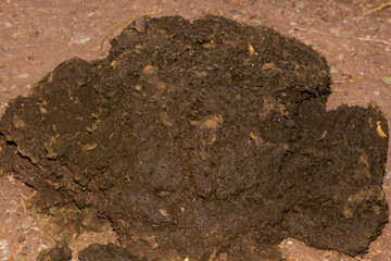 Cow dung at night
