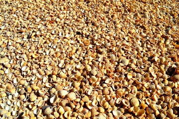 island of shells