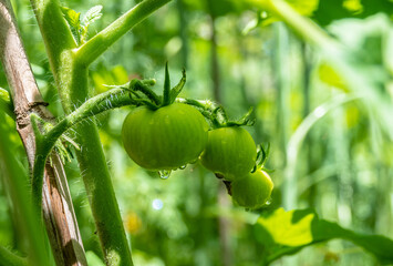 Green tomatoes with water drops on a vine on a sunny day. - 363812333
