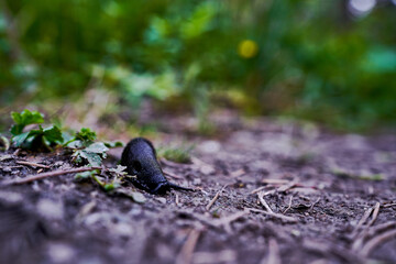 slug in a natural park in the andorran pyrenees