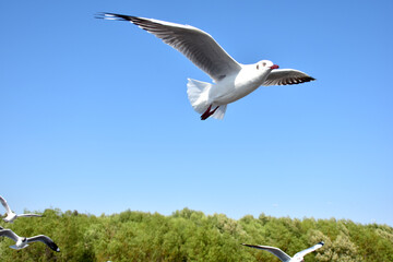 Seagulls flying among blue sky and flying over the sea at Bangpu Recreation Center, Samutprakan, Thailand