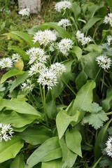 Ail des ours Allium ursinum
