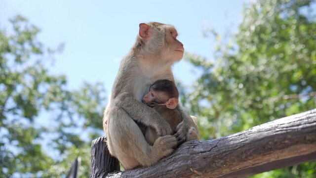 Mother monkey feeding her baby family. Wild mom monkey and monkey baby in the nature.