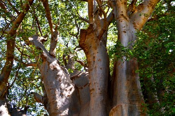biggest baobab tree in senegal