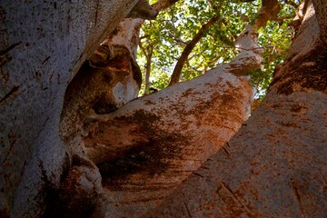 old baobab tree