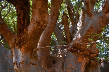 tree in the park