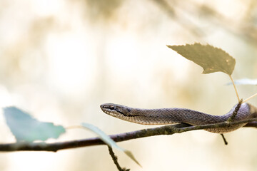 Naklejka na ściany i meble Non venomous Smooth snake, Coronella austriaca climb on tree, Czech Republic, Europe wildlife