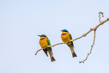 beautiful colored pair of small birds Blue-breasted bee-eater (Merops variegatus) perched on tree, Ethiopia Africa wildlife