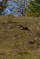 Accipiter flying over the clouds. bird of prey in the autumn season