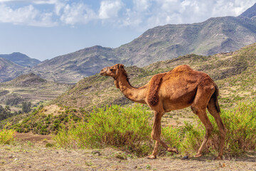 Cute wild camels in Simien mountain, Tigray region countryside near Mekelle, Northern Ethiopia.
