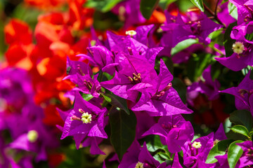 Fototapeta na wymiar Exotic Bougainvillea flower blooming in the garden, Ethiopia