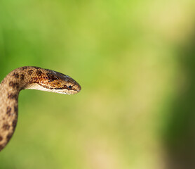 Non venomous Smooth snake, Coronella austriaca, detail of head against blurry background, Czech Republic, Europe wildlife
