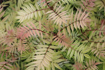 SORBARIA sorbifolia 'Sem' 