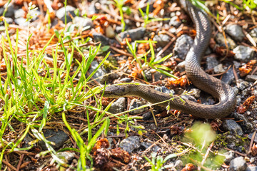 Naklejka na ściany i meble Non venomous Smooth snake, Coronella austriaca crawling on the ground, Czech Republic, Europe wildlife