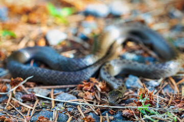 Non venomous Smooth snake, Coronella austriaca on ground in defend position, Czech Republic, Europe wildlife